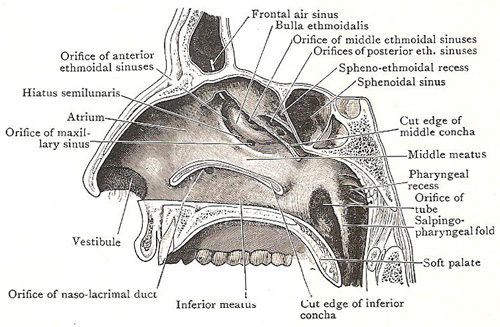 http://www.daviddarling.info/images2/nasal_cavity_and_nasopharynx.jpg