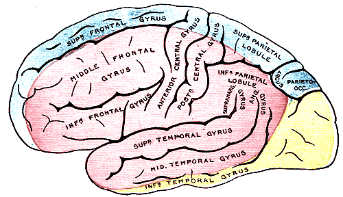 File:Gray517.png