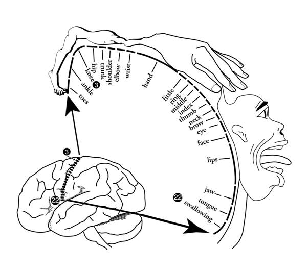 http://www.intropsych.com/ch02_human_nervous_system/02homunc.jpg
