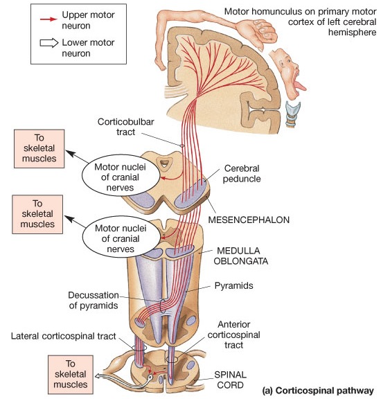 http://brainmind.com/images/PyramidalTract1188.jpg