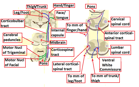 http://classconnection.s3.amazonaws.com/997/flashcards/1355997/png/corticospinal_tract1336363757928.png
