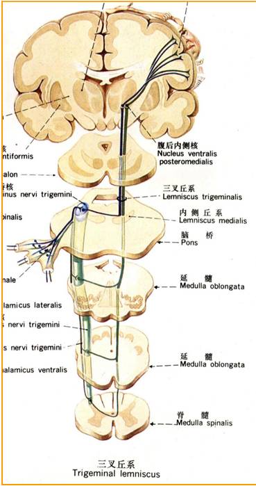 http://1.bp.blogspot.com/-7pmy1yUVbcQ/TaSKaAeOCwI/AAAAAAAADgA/DSRBtJyqC-w/s1600/Trigeminal%2Blemniscus.png