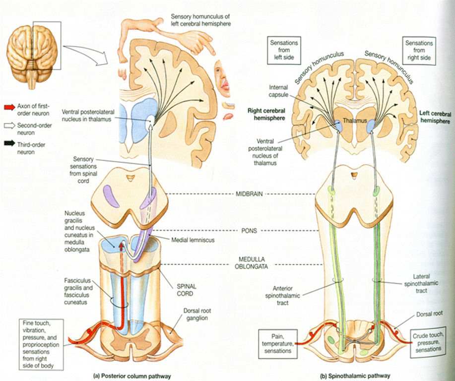 http://4.bp.blogspot.com/-WYMjsl_oDPM/TaSKtJPFFHI/AAAAAAAADgI/0CZiv_HJKvQ/s1600/Spinothalamic%2Bpathway.png