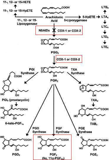 http://4.bp.blogspot.com/-J6fy4YrF5GQ/UV2eoMNOyxI/AAAAAAAAACQ/V6kv7KVMVPM/s1600/prostaglandin_+pathway.JPG