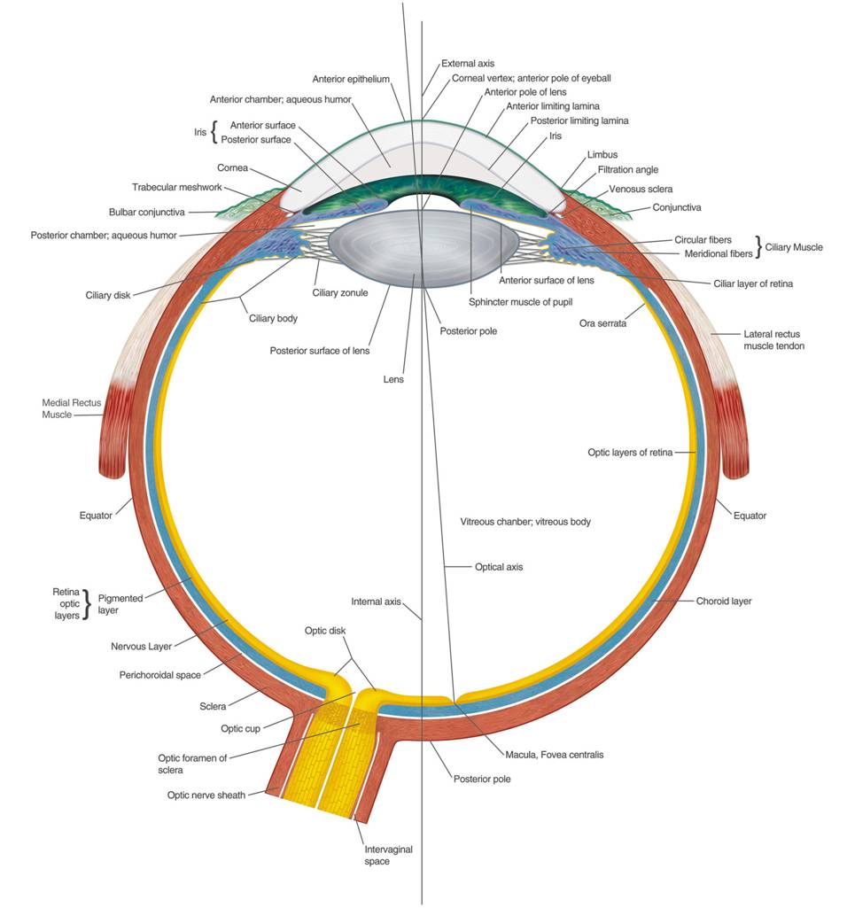 http://www.infohow.org/wp-content/uploads/2012/11/Eye-Anatomy-Chart-B.jpg