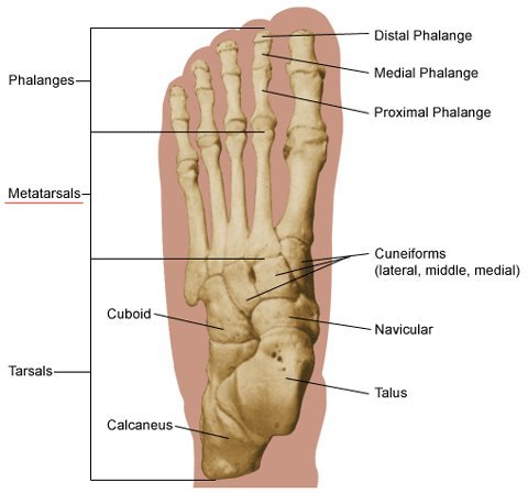 http://www.daviddarling.info/images/foot_anatomy.jpg