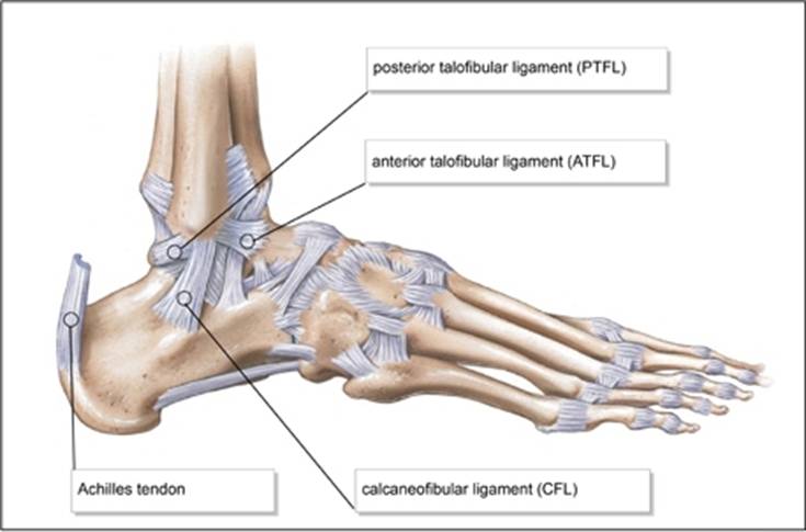 http://stemcelldoc.files.wordpress.com/2012/03/anterior-talofibular-ligament.jpg