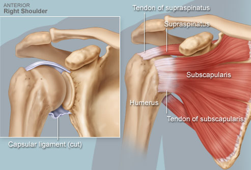 http://www.drcraigfrench.com/wp-content/uploads/2011/09/rotator-cuff1.jpg