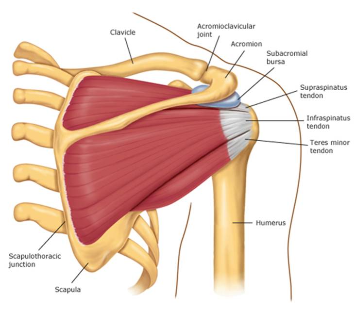 http://kneeandshoulderclinic.com.au/wp-content/uploads/ImpingementSyndrome-pic1.png