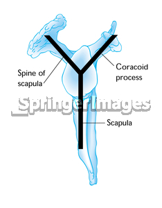 http://img.springerimages.com/Images/ImagesMD/CORDT/01/06/WATER_CORDT01-06-001.jpg
