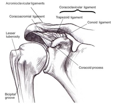 http://phoenixshoulderandknee.com/wp-content/uploads/2013/09/AC-Ligaments.png